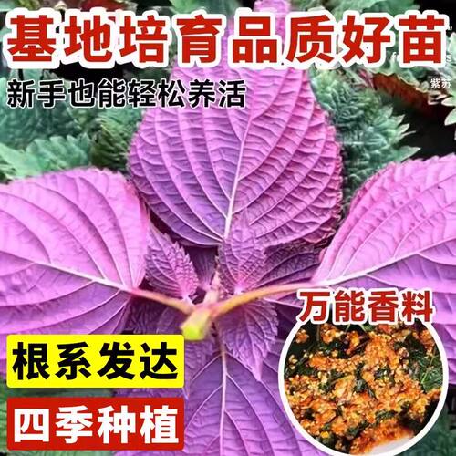 可食用紫苏苗棵带土带根发货大叶新鲜紫苏幼苗四季盆栽阳台种植 - 图1