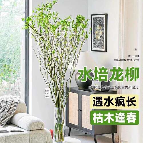 水培植物龙柳鲜枝切花水培绿植雪柳干支室内吊钟泡水长根黄金龙柳 - 图1