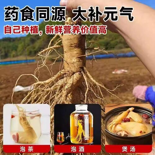 人参长白山人参苗带土盆栽苗子野山参大苗种植泡酒鲜人参苗 - 图2