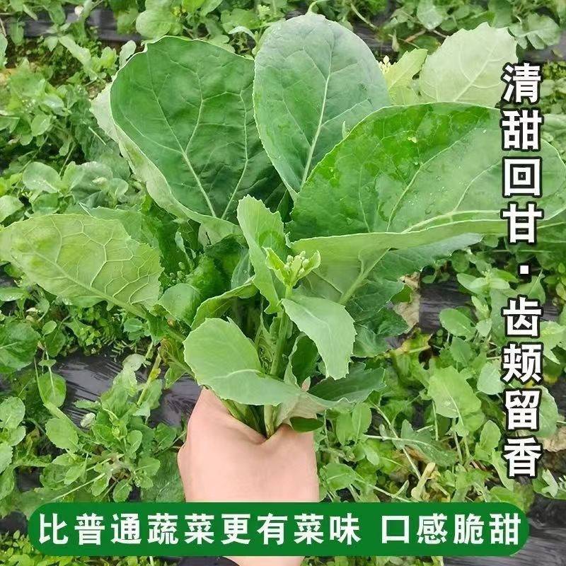板蓝根青菜种子食用特色野菜材种籽四季蔬菜孑阳台盆栽春季,淘宝优惠券,粉丝福利购,淘宝优惠卷