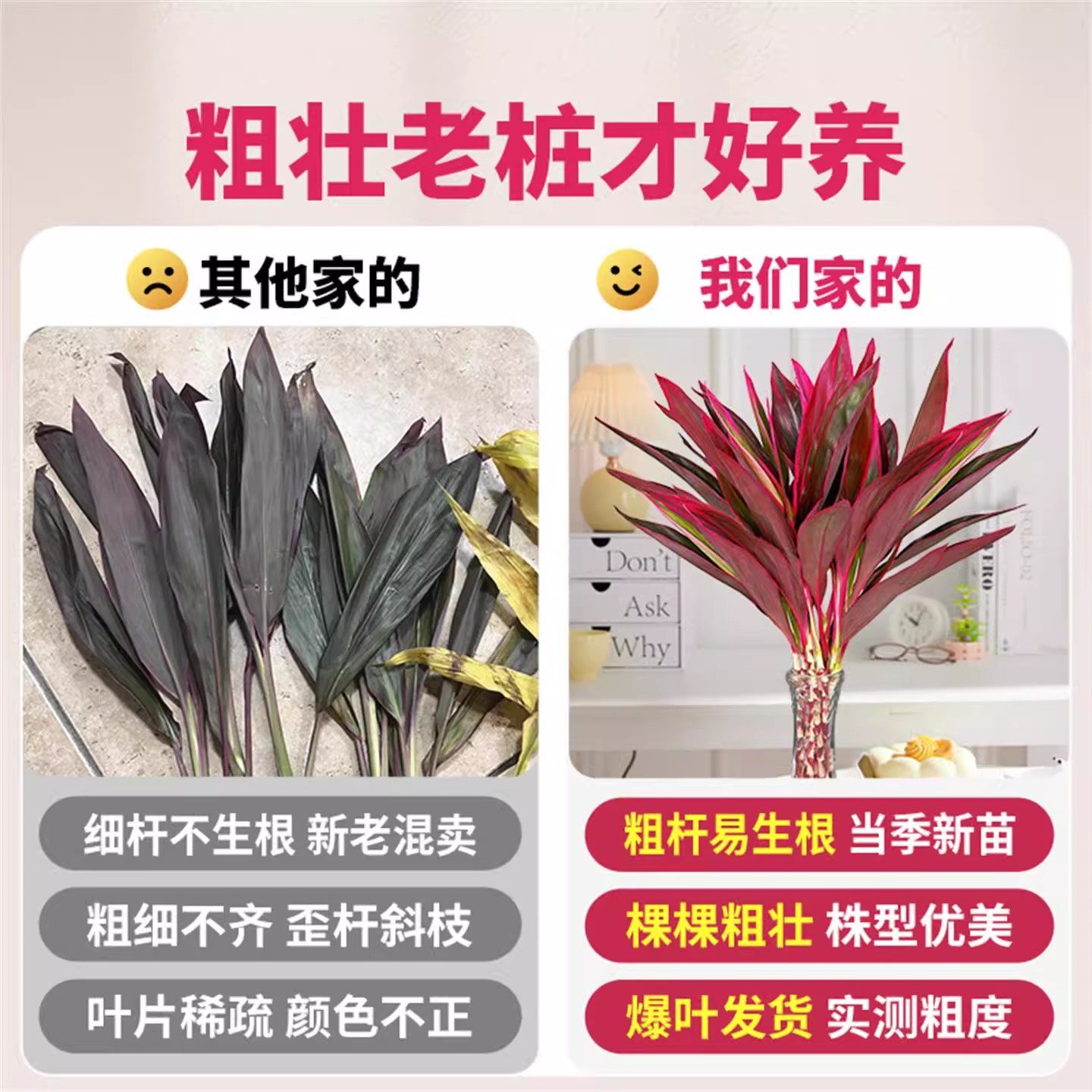 带根紫竹鸿运当头富贵竹水培绿植物盆栽粗杆客厅招财竹子室内花卉,淘宝优惠券,粉丝福利购,淘宝优惠卷