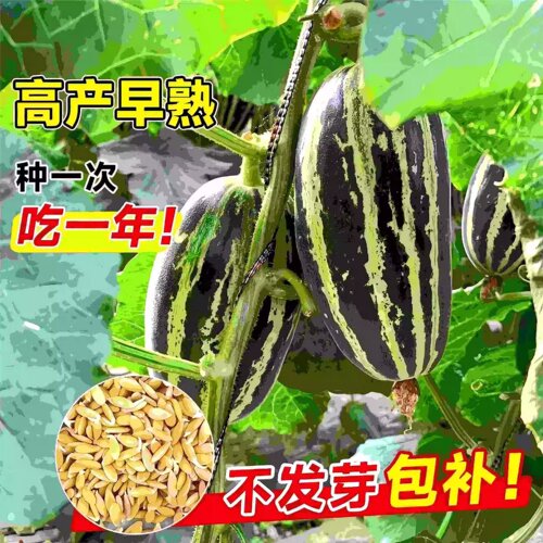 甜瓜种子冰糖子香瓜种籽羊角蜜薄皮高产四季播种特大甜掉牙老品种 - 图0