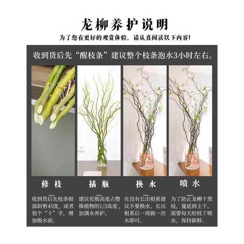 水培植物龙柳鲜枝切花水培绿植雪柳干支室内吊钟泡水长根黄金龙柳 - 图3