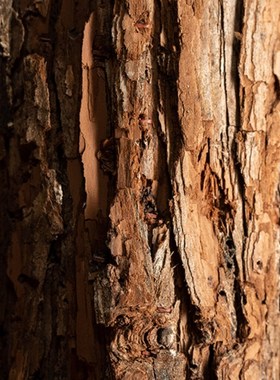 优选阳台花园造景道具商场木栅栏花坛围栏幼儿园室内装饰木桩摆件