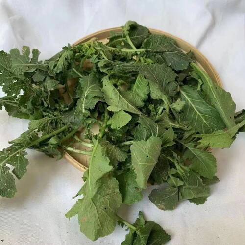 传统蔬菜种老品种腊菜籽冲菜种野菜种子保健蔬菜易种腌制菜四季播 - 图3