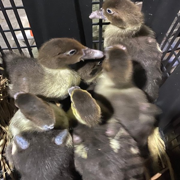 宠物鸭正宗福建大种黑番鸭西洋鸭火鸭豚鸭重脱温发货,淘宝优惠券,粉丝福利购,淘宝优惠卷