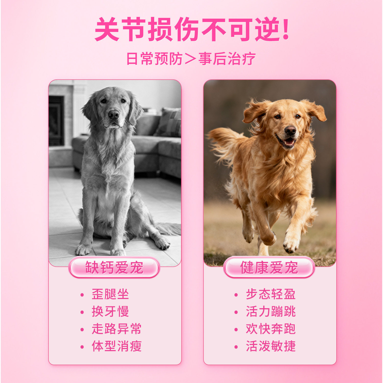 考拉胖胖鲨鱼软骨素狗狗专用钙片补钙猫咪宠物营养补充剂保健品,淘宝优惠券,粉丝福利购,淘宝优惠卷