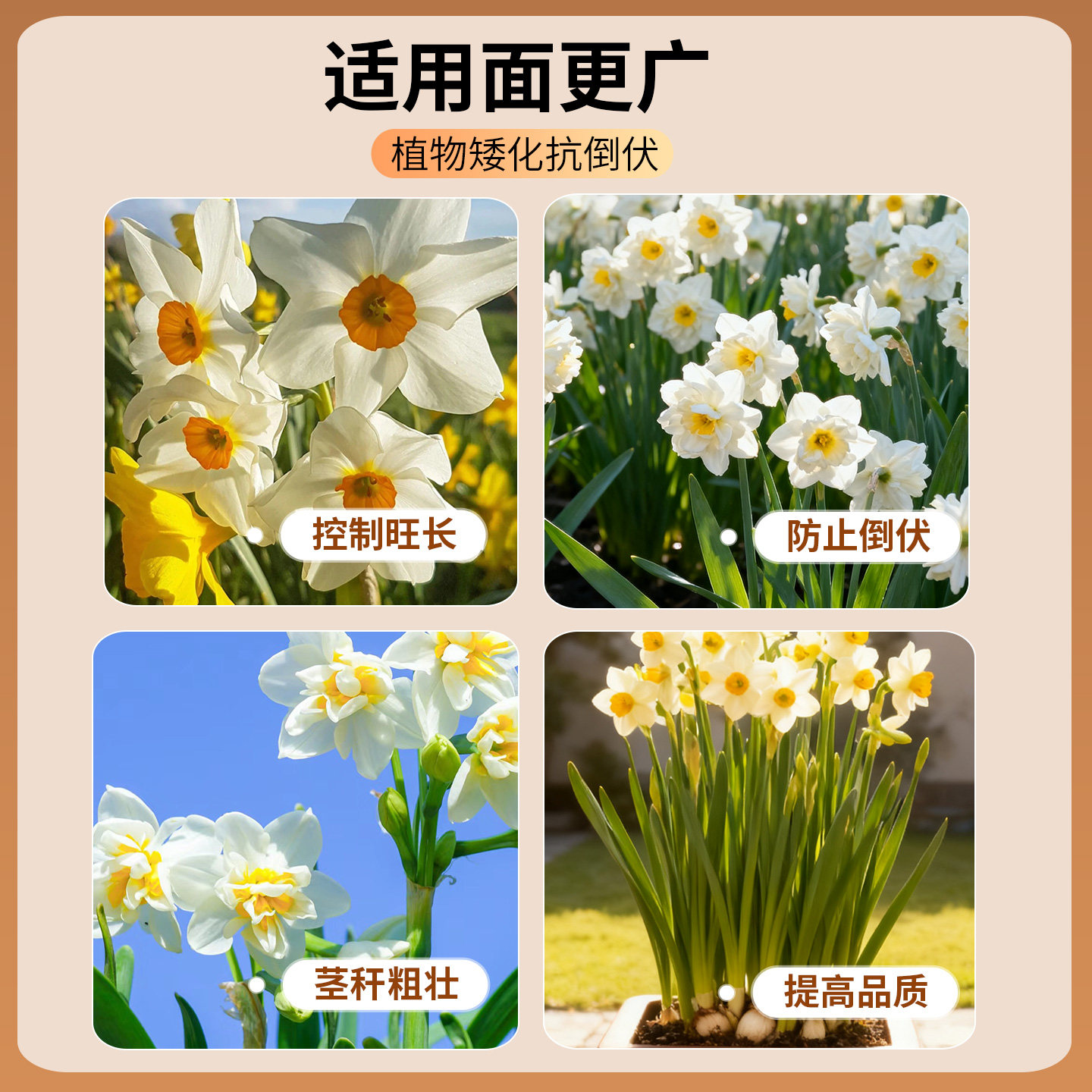 矮壮素花卉专用国光抑灵水仙花矮胖素蔬菜油菜植物多肉控梢调节剂,淘宝优惠券,粉丝福利购,淘宝优惠卷