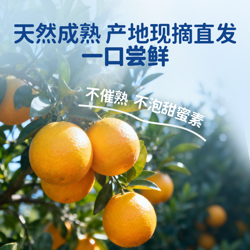 橙先森正宗赣南脐橙产地直发新鲜现摘发货水果鲜橙汁橙子赣州橙