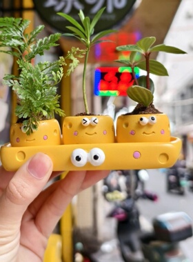 情绪稳定花盆迷你小花盆栽办公桌面家居摆件苔藓微蕨类多肉拇指盆