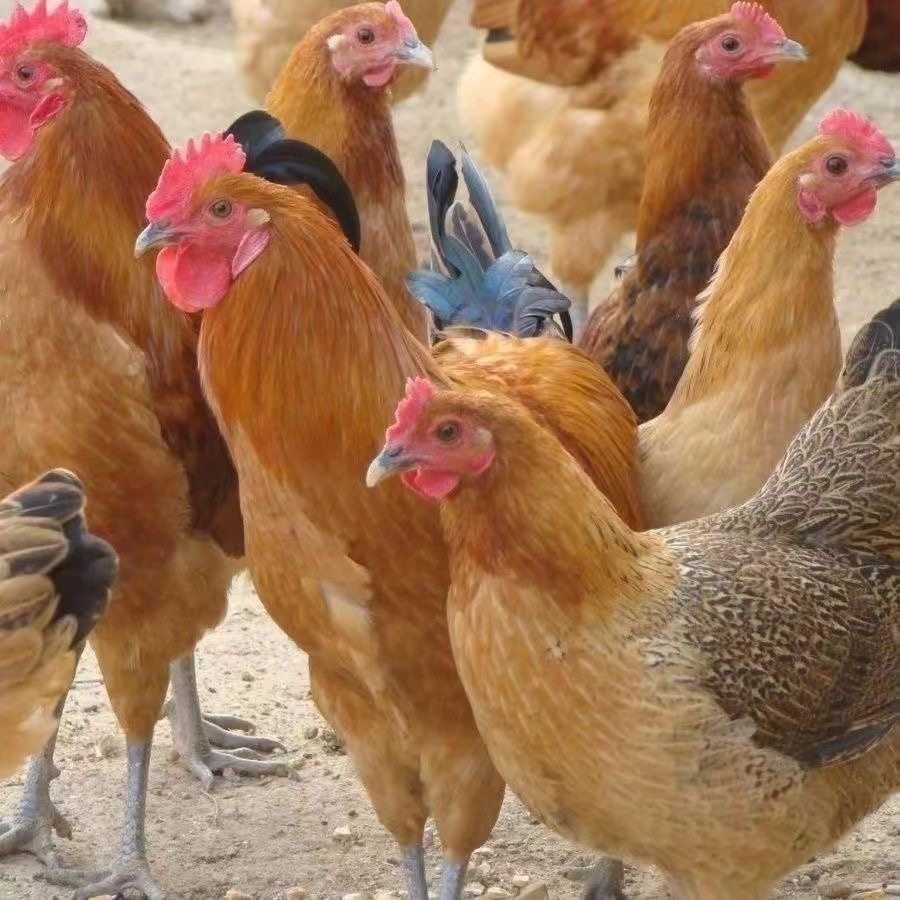 半大脱温土鸡活苗农家散养青脚一斤小鸡苗高产蛋小母鸡蛋鸡苗包活,淘宝优惠券,粉丝福利购,淘宝优惠卷