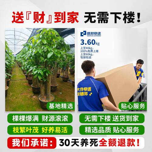 发财树三杆步步高客厅大型盆栽室内办公室大绿植乔迁新居开业送礼 - 图0