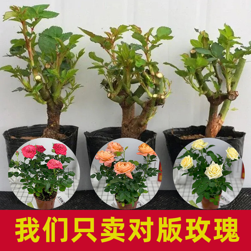 玫瑰花苗云南月季盆栽树苗四季开花老桩浓香花卉植物苗对版特大花,淘宝优惠券,粉丝福利购,淘宝优惠卷