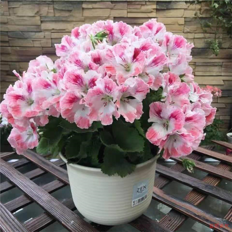 天竺葵花苗洋绣球驱蚊草盆栽多季节开花庭院阳台花卉绿植重瓣大花 - 图1