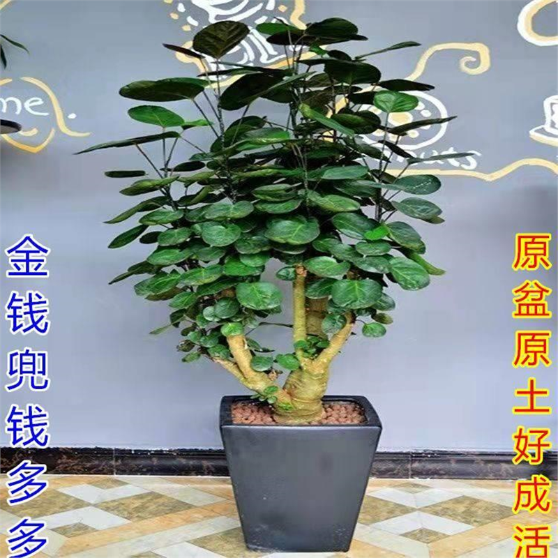 金钱兜福禄桐盆栽金钱桐圆叶钱多多发财树金钱树室内客厅绿植园艺,淘宝优惠券,粉丝福利购,淘宝优惠卷