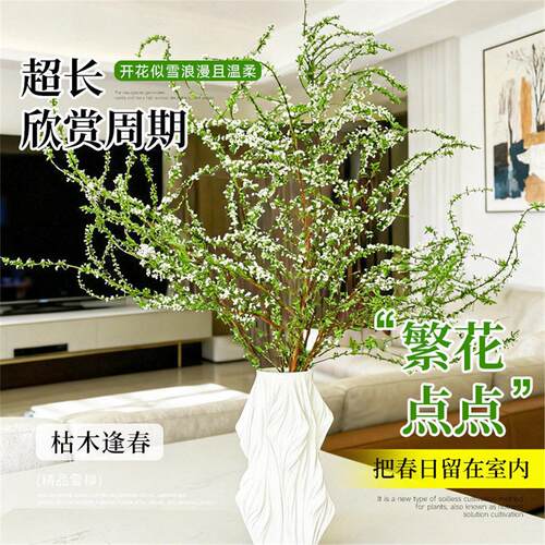 雪柳鲜枝带花苞水培植物室内绿植好养活鲜花云南基地直发干枝龙柳 - 图2