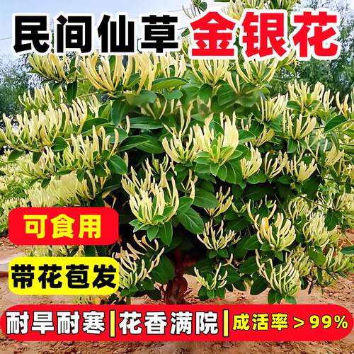 金银花树苗盆栽地栽食用药用爬藤植物南北方种植北花一号金银花苗 - 图1