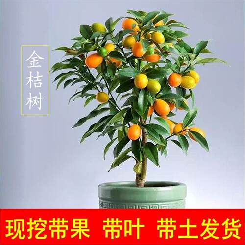 带果脆皮金桔树盆栽树苗阳台四季果树可食用橘子苗树苗带果常绿 - 图0