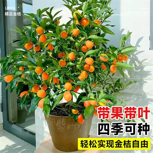 带果脆皮金桔树盆栽树苗阳台四季果树可食用橘子苗树苗带果常绿 - 图2