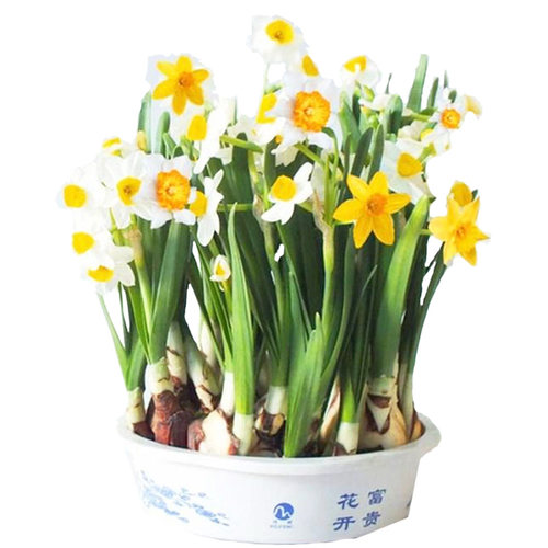 5 颗进口洋水仙种球漳州水仙耐寒植物四季花卉室内绿植风信子盆栽 - 图3