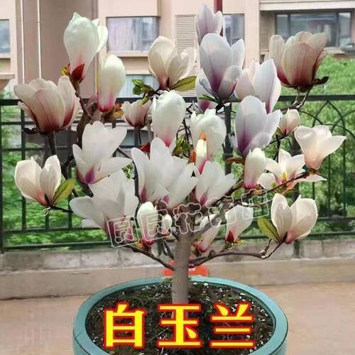 当年开花浓香玉兰花矮化盆栽地栽树苗耐寒四季开花花卉包成活好养 - 图1