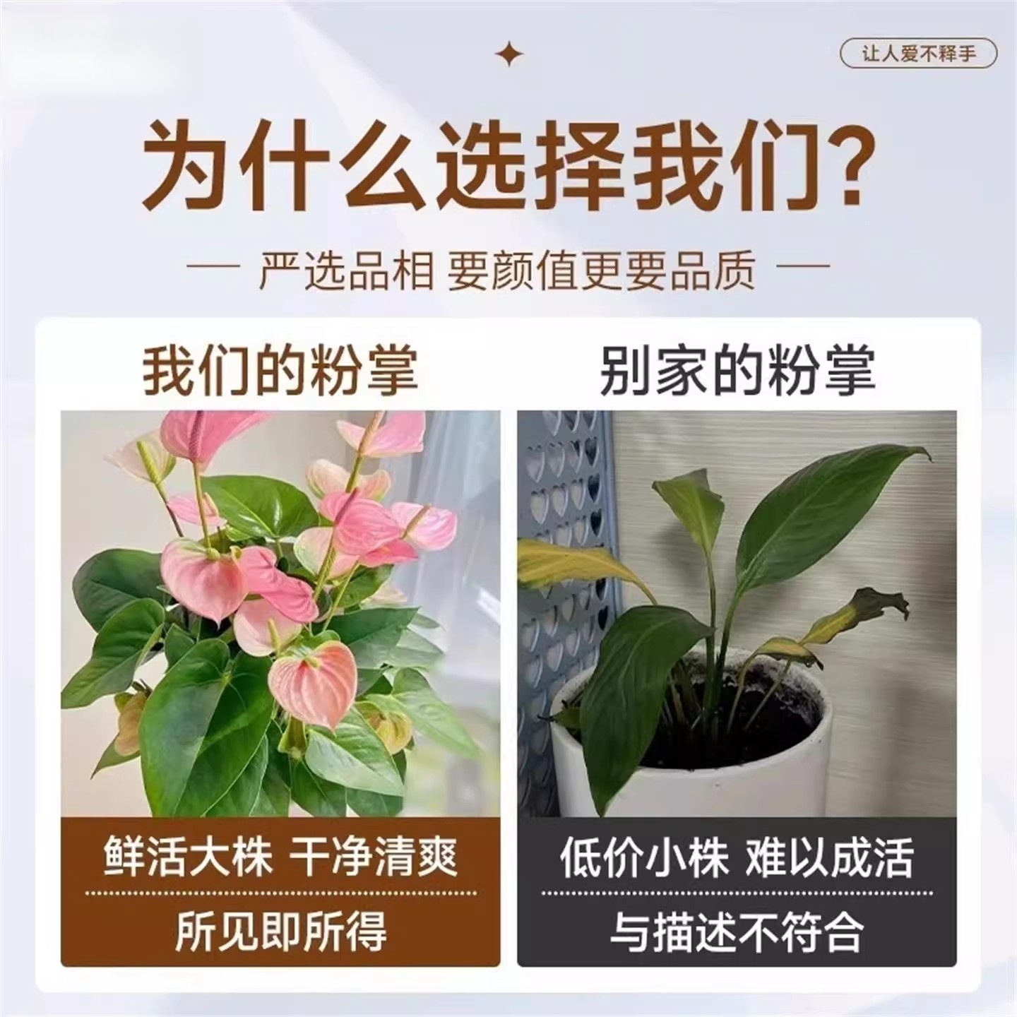 粉掌盆栽水培植物室内好养绿植物水养花卉四季常青开花红掌鲜花苗 - 图0