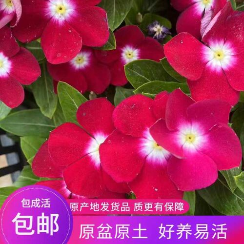 长春花盆栽天天开带花苞观花植物五叶梅庭院客厅盆栽花卉四季开花 - 图1