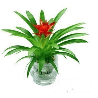 鸿运当头盆景室内植物红花卉盆栽绿植凤梨阳台办公客厅,淘宝优惠券,粉丝福利购,淘宝优惠卷