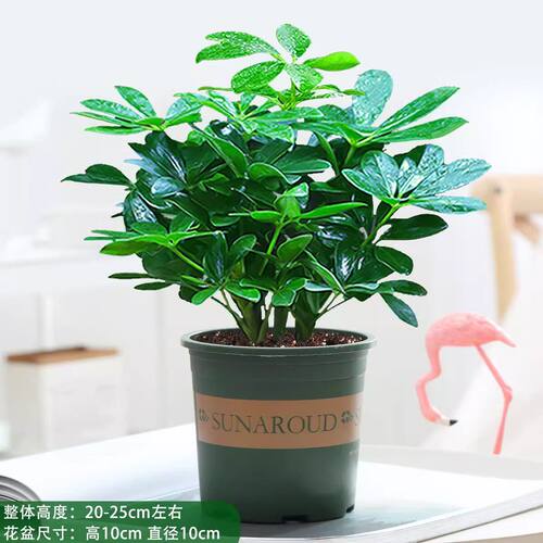 八方来财四季常青鸭脚木室内阳台桌面绿植盆栽花卉发财树苗招旺财 - 图2