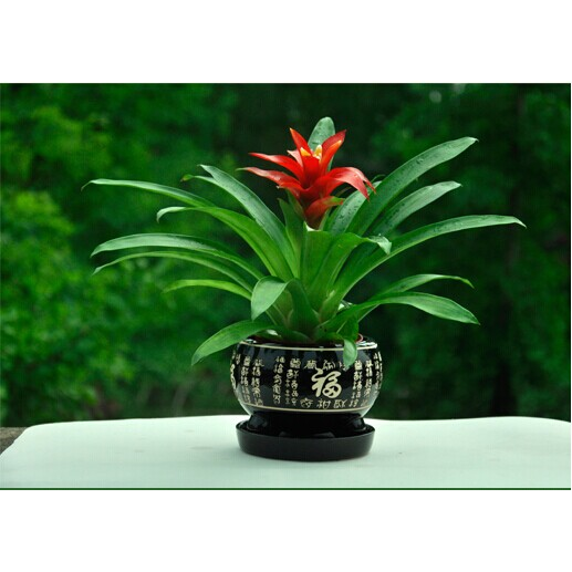 鸿运当头盆景室内植物红花卉盆栽绿植凤梨阳台办公客厅,淘宝优惠券,粉丝福利购,淘宝优惠卷