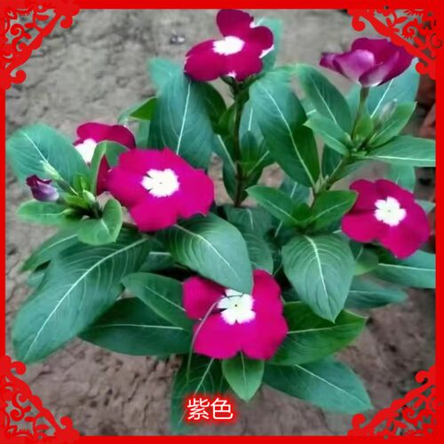 天天开长春花盆栽带花苞观花植物五叶梅苗庭院客厅盆栽阳台花卉 - 图1