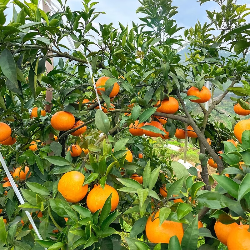 正宗爱媛果冻橙38号橙子薄皮橘子香橙孕妇新鲜水果现摘四川爱媛橙,淘宝优惠券,粉丝福利购,淘宝优惠卷