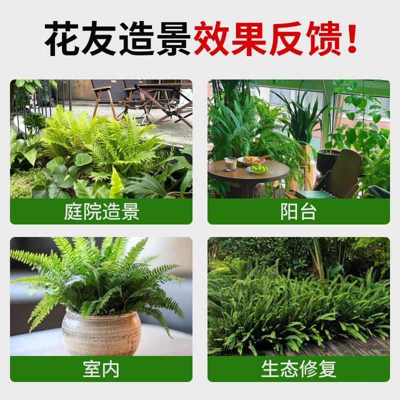 拾园记肾蕨排骨草好养盆栽耐阴室内外阳台庭院常绿庭院观叶绿植物,淘宝优惠券,粉丝福利购,淘宝优惠卷