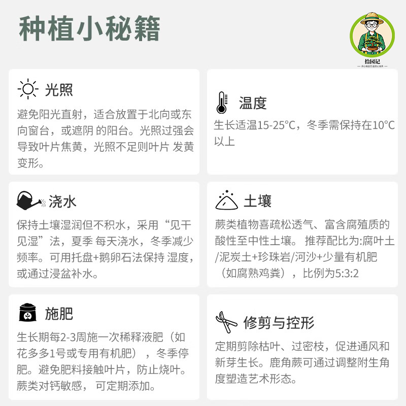 拾园记肾蕨排骨草好养盆栽耐阴室内外阳台庭院常绿庭院观叶绿植物,淘宝优惠券,粉丝福利购,淘宝优惠卷