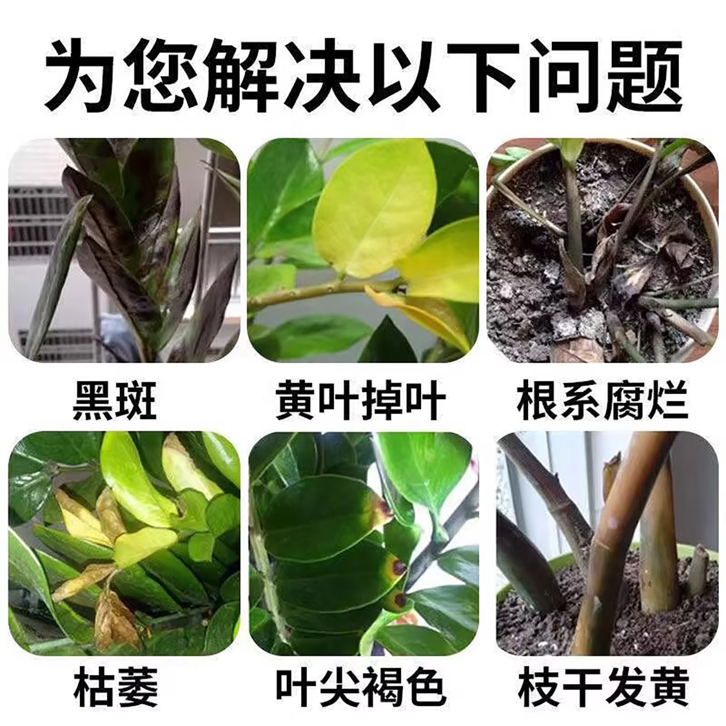 【猛窜新芽】金钱树营养液专用肥料爆芽反绿黄叶急救叶子发黄烂根 - 图0