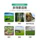 Wind-sucking insecticide lamp Solar-powered inhalation insecticide lamp Outdoor orchard integrated insect-killing lamp