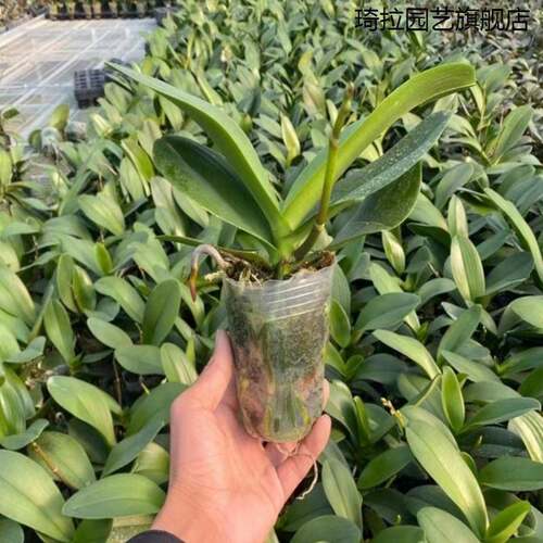 带花苞花剑蝴蝶兰大苗兰花盆栽绿植物室内客厅观花植物 - 图2