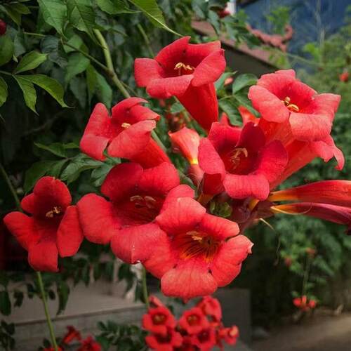 凌霄花苗爬藤爬墙植物花卉盆栽中华攀援庭院绿化室内外老桩攀爬花 - 图1