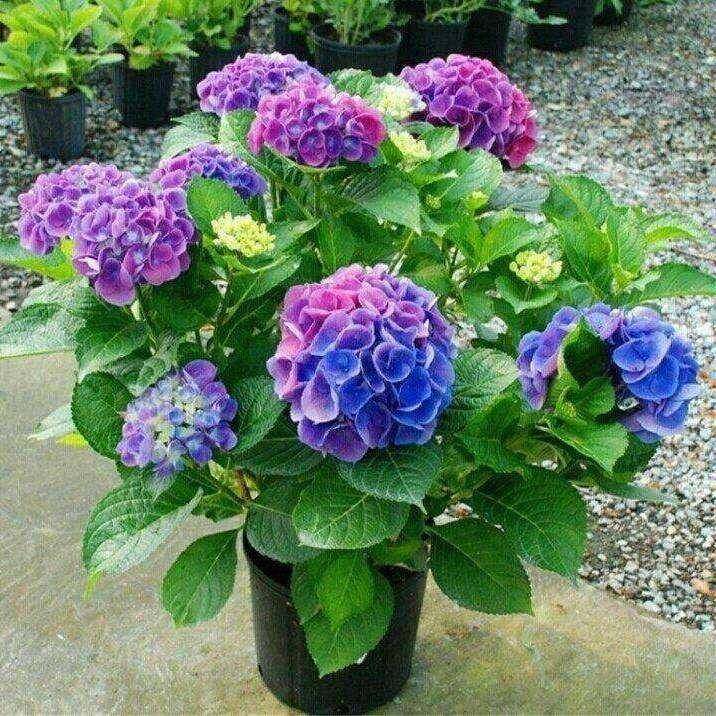 拍一发二】无尽夏绣球花苗当年开花老桩秀绣球花室内阳台花卉庭院,淘宝优惠券,粉丝福利购,淘宝优惠卷