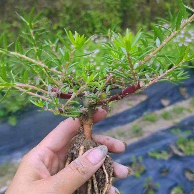 网红重瓣太阳花造型太阳花重瓣太阳花老桩太阳花苗重瓣大花玫红王,淘宝优惠券,粉丝福利购,淘宝优惠卷