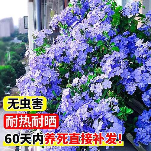 蓝雪花盆栽爬藤大苗庭院花卉带花苞棒棒糖老桩植物阳台四季常青 - 图2