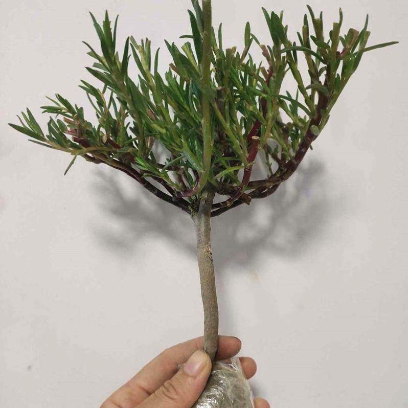 网红重瓣太阳花造型太阳花重瓣太阳花老桩太阳花苗重瓣大花玫红王,淘宝优惠券,粉丝福利购,淘宝优惠卷