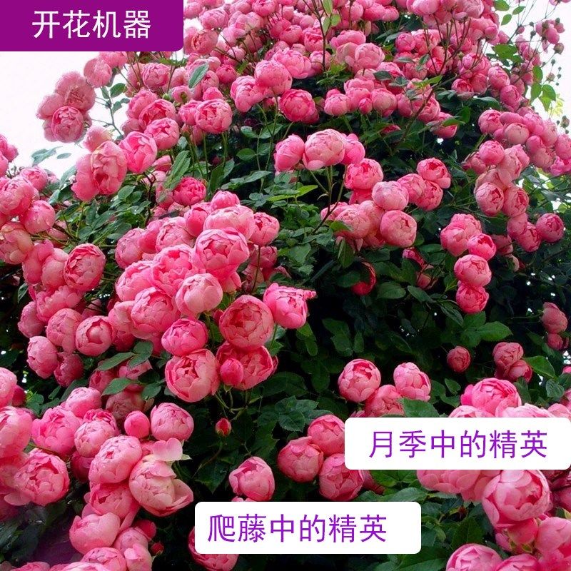 米母系大苗月季蔷薇花藤本欧月阳台庭院爬藤植物花卉四季开花,淘宝优惠券,粉丝福利购,淘宝优惠卷