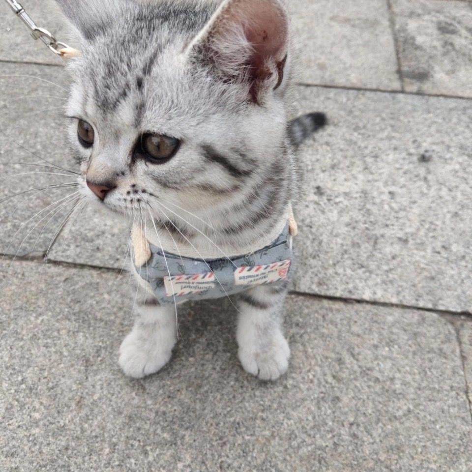 幼猫牵引绳超小号遛猫绳猫防挣脱猫链子子1-3斤幼猫奶狗背带绳子,淘宝优惠券,粉丝福利购,淘宝优惠卷