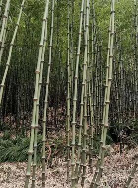 罗汉竹杆竹杖算盘文玩竹装饰摆件户外徒步登山杖防滑手杖拐棍竹子
