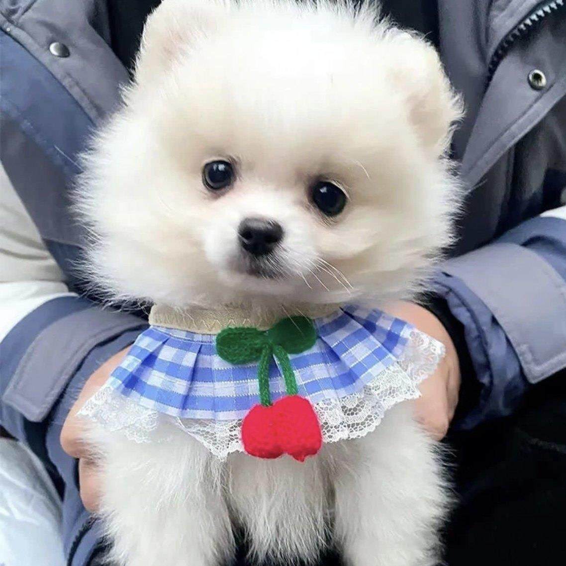 猫咪牵引绳宠物胸背带狗狗遛狗绳防咬断背带式小狗绳小型狗可爱猫,淘宝优惠券,粉丝福利购,淘宝优惠卷