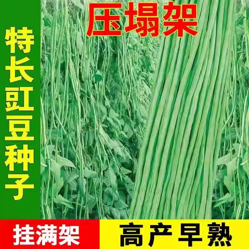 高产901豇豆早熟无筋春秋季摘不败压塌架爬藤四季豆籽高产豆角,淘宝优惠券,粉丝福利购,淘宝优惠卷
