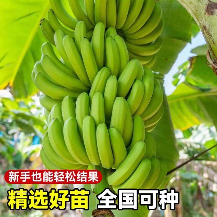 香蕉树苹果蕉红皮矮化芭蕉盆栽水果苗庭院当年结果抗寒盆栽易成活,淘宝优惠券,粉丝福利购,淘宝优惠卷