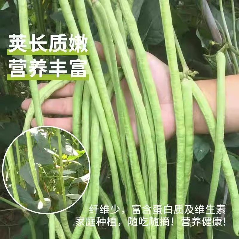 高产901豇豆早熟无筋春秋季摘不败压塌架爬藤四季豆籽高产豆角,淘宝优惠券,粉丝福利购,淘宝优惠卷