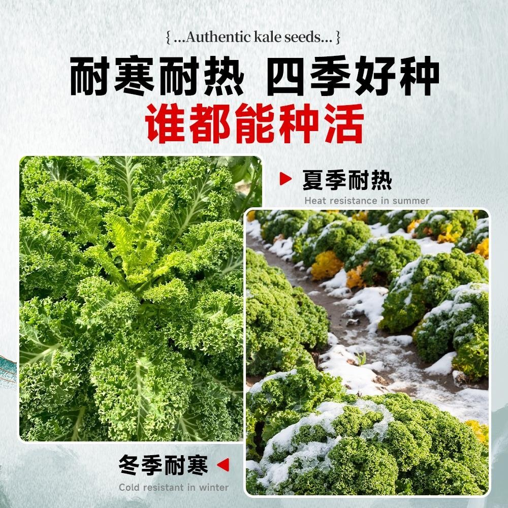 羽衣甘蓝苗种子轻食沙拉蔬菜种孑大全雨衣甘蓝菜籽适合冬天种的菜,淘宝优惠券,粉丝福利购,淘宝优惠卷
